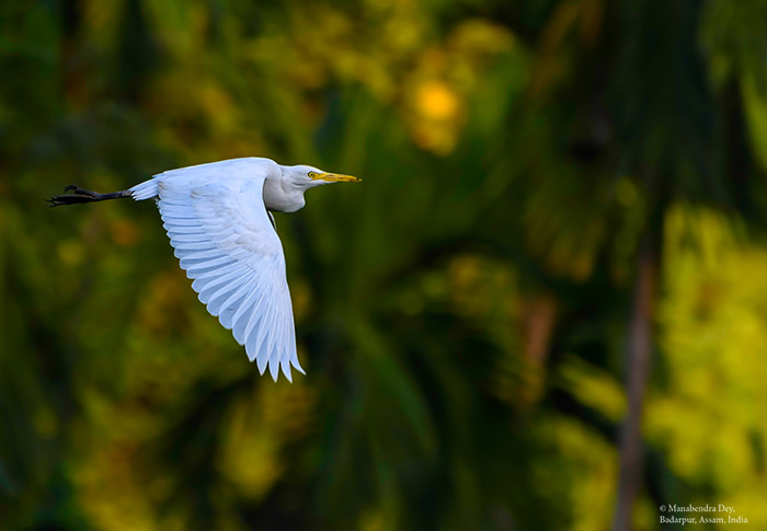 badarpur bird in flight focal-length at 300mm.