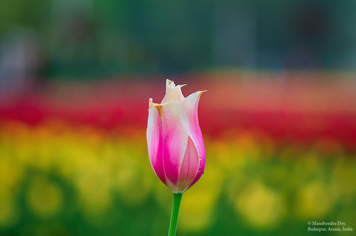 tulip and bokeh focal-length 85mm