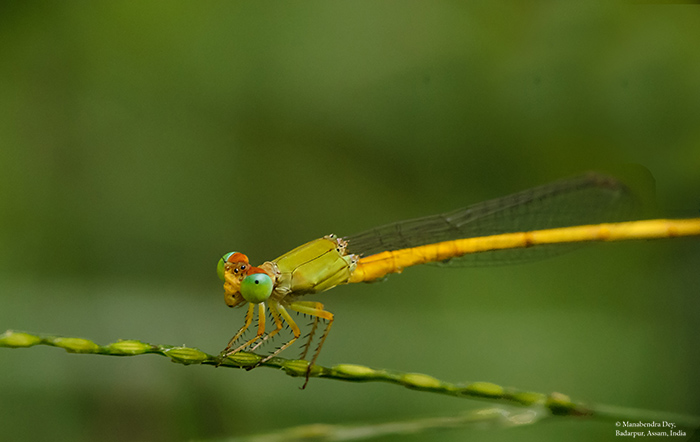 dragonfly magnification in photography.jpg
