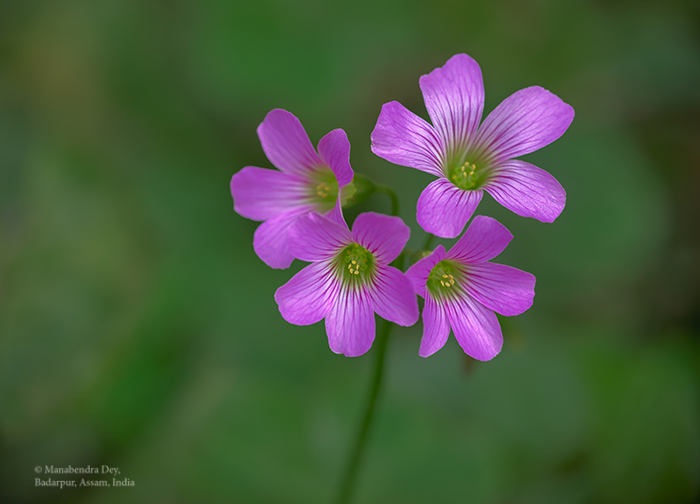 tiny flower: magnification in photography.jpg